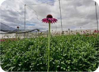 FLORÍCOLAS